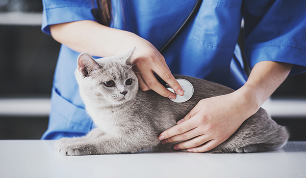 Vet team with pets