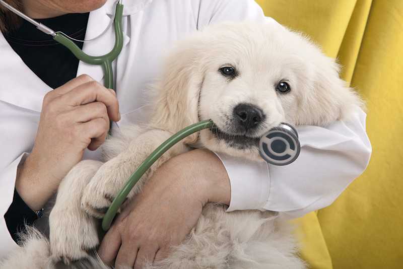 Veterinarian with dog